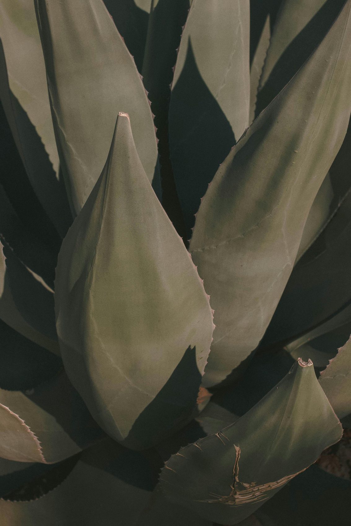 Detalle de las hojas del agave azul